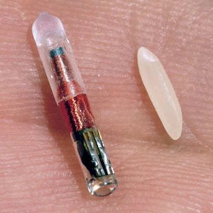 The microchips used in animals to track them when they get lost, run away, or are kidnapped.